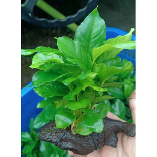 单头山涧榕树脂沉木鱼缸草缸造景懒人水培增氧阴性淡水草活体植物