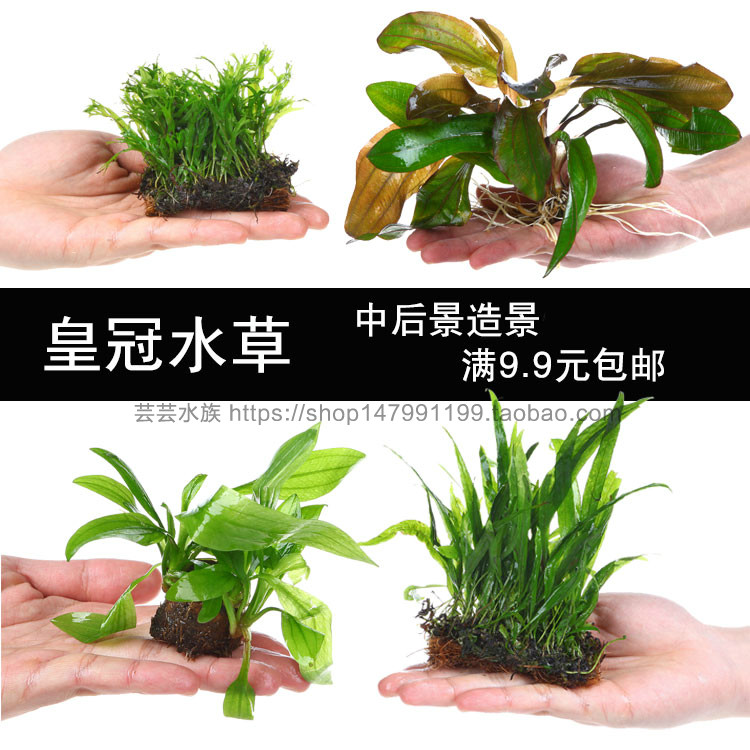 鱼缸水族箱造景皇冠水草鹿角铁皇冠绿九冠红九冠后景水草阴性水草