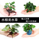 水族箱造景沉木套餐阴性榕树懒人水榕活体鱼缸造景装 饰火山石水草