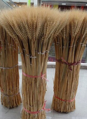 麦穗稻穗小麦大麦穗干花天然植物装饰 拍照道具真花花束包邮