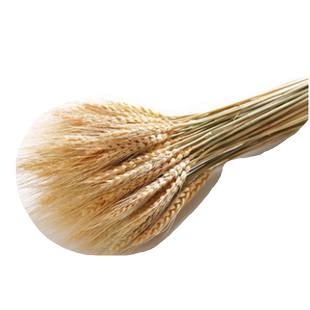 天然麦穗干花花束开业大麦田园装饰礼品拍摄道具干花真花麦子包邮