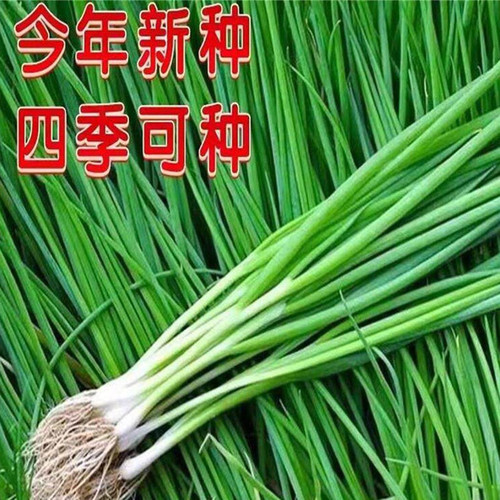 种花种草不如种上这个小香葱，葱香浓郁，四季可种