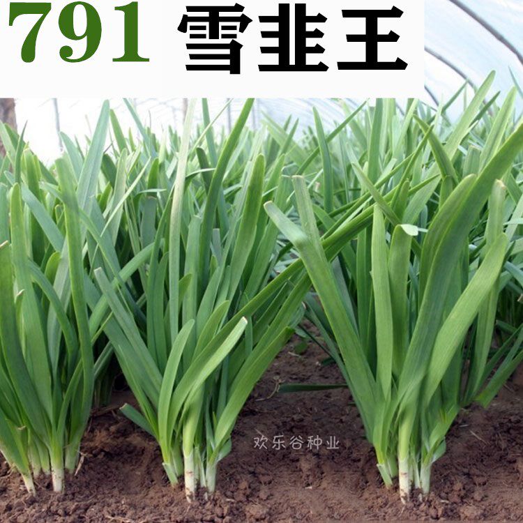 宽叶791雪韭王香韭菜种子 根红紫根不休眠高产春秋四季籽蔬菜种孑