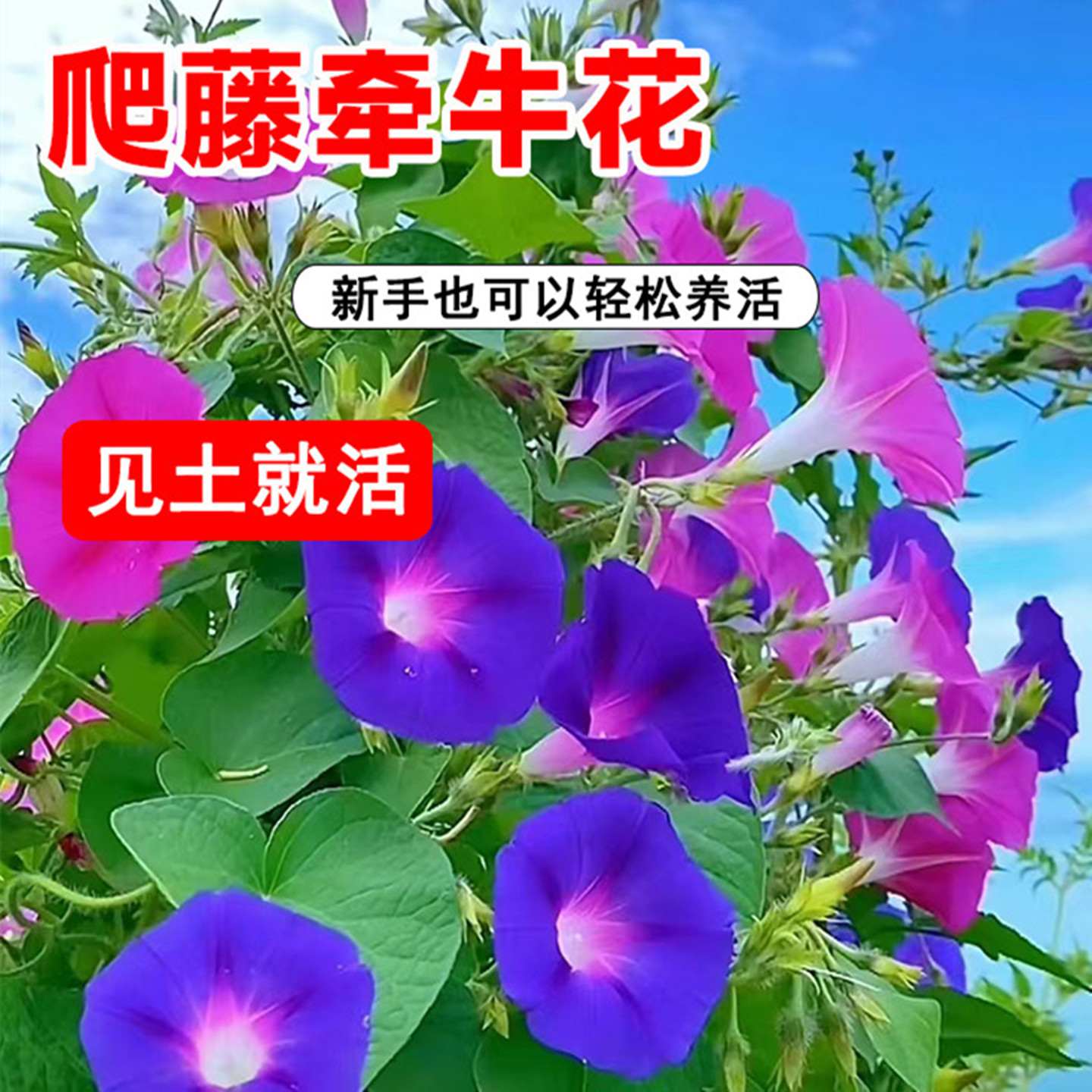 爬藤牵牛花种子大喇叭花室外爬墙花卉四季见土就活盆栽易活种籽孑