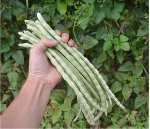 无架豆籽四季 红豇豆 豆扁豆刀豆芸玉豆甜豌豆蔬菜 八月豆角种子