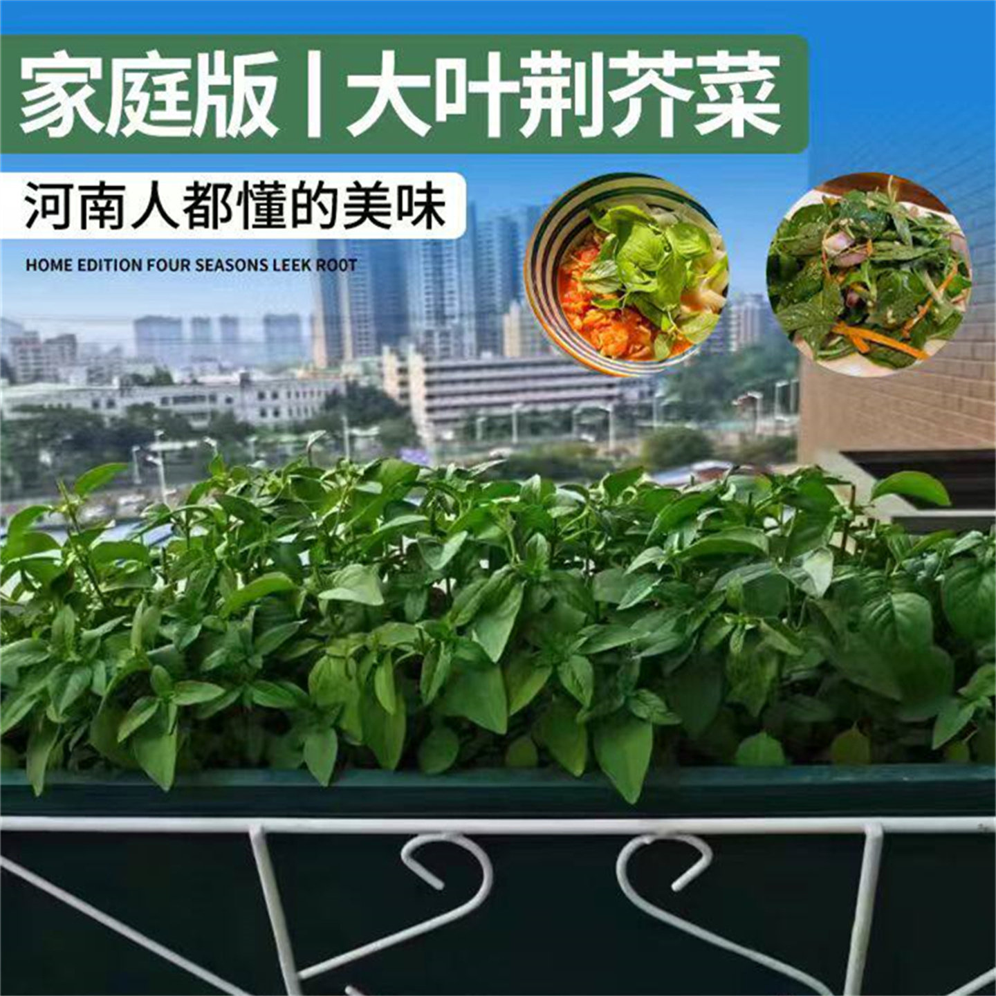 河南大叶荆芥菜种籽盆栽种植蔬菜荆芥种子四季南方金介荆棘种子