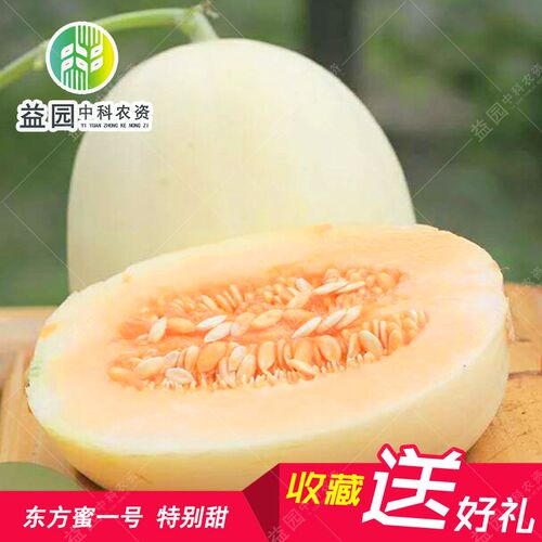 白沙蜜甜瓜种子 东方蜜一号 白皮红肉高产甜瓜早熟香瓜新疆哈密瓜