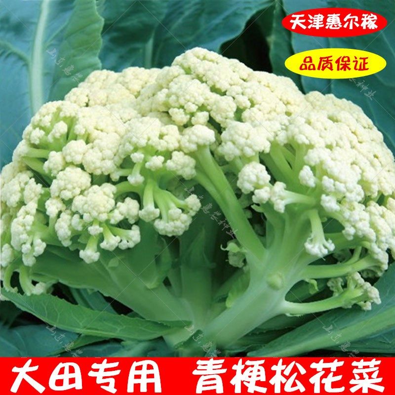 青梗松花菜种子优质高产有机春季菜花家庭盆栽田园四季蔬菜种籽