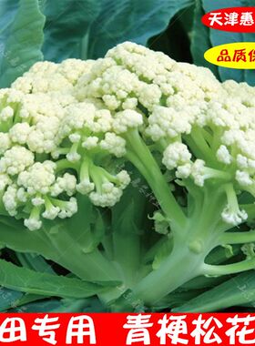 有机青梗春季松花菜种子