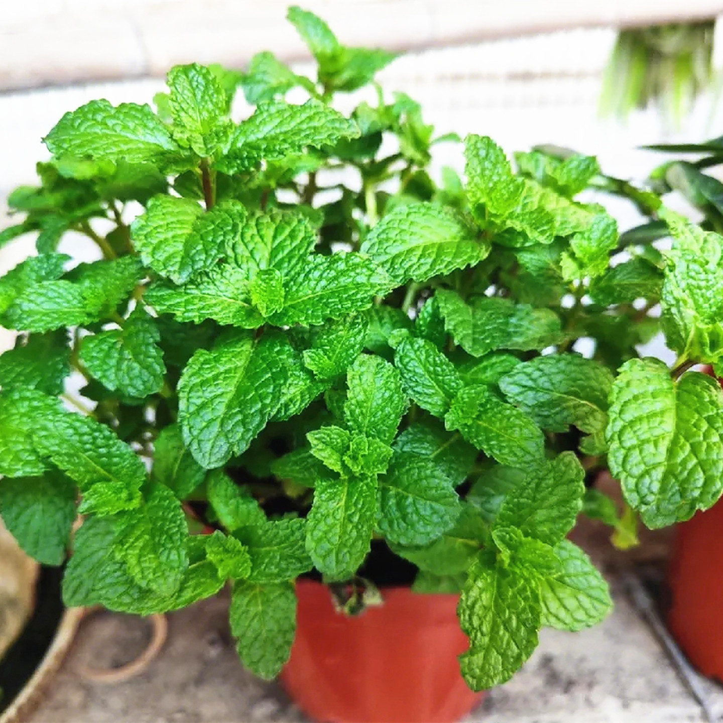 食用薄荷种子驱蚊草阳台庭院室内花盆种植花卉薄荷叶种子庭院