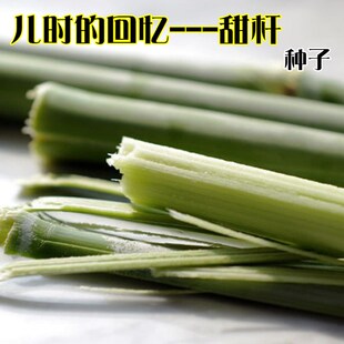 老品种甜杆种子北方甘蔗甜高粱籽甜芦栗甜秫秸可酿酒脆甜多汁种孑