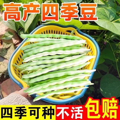 四季豆种孑高产长豆角种子大全新鲜青豌豆种籽蔬菜不搭架秋豆角籽
