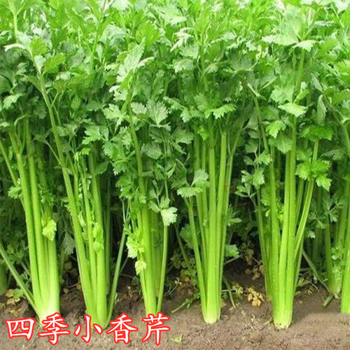 香芹种子大全四季耐寒老品种小叶芹菜种籽高产早熟阳台蔬菜种孑 - 封面
