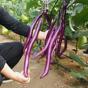 杭茄一号茄子种子高产特大香糯早熟长茄子种子四季种植农家蔬菜