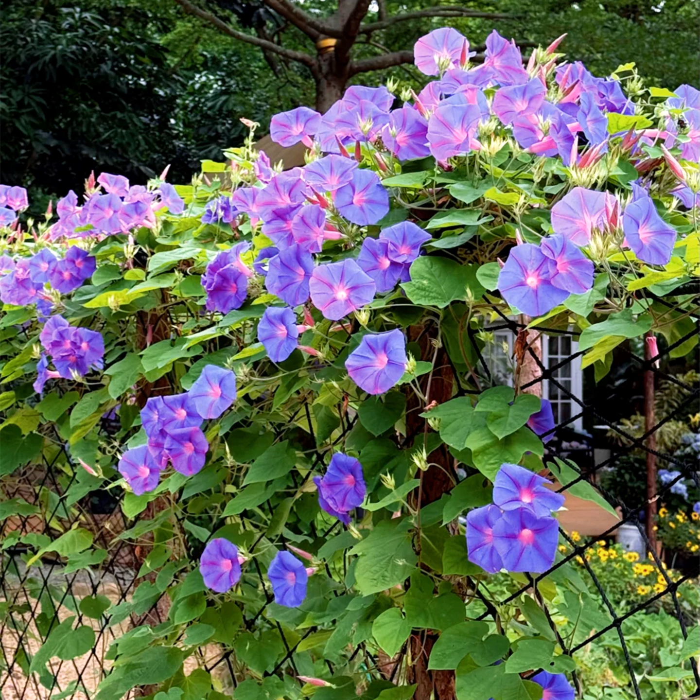 爬藤牵牛花种子大喇叭花室外爬墙花卉四季见土就活盆栽易活种籽孑