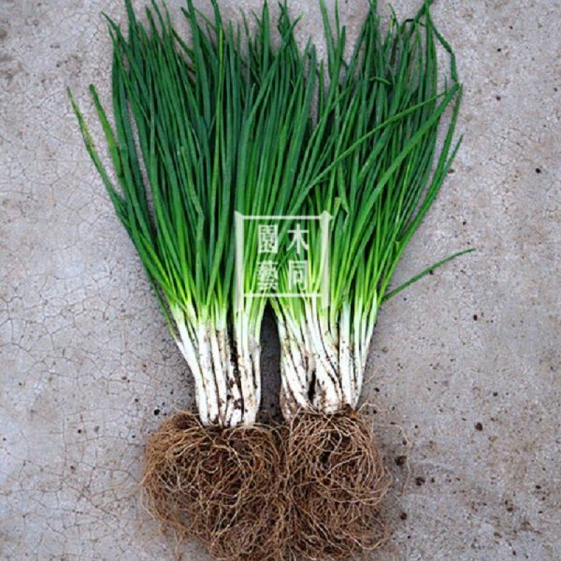 四季小香葱种子和苗 原生四季香葱根头 盆栽蔬菜调料可再生长包邮