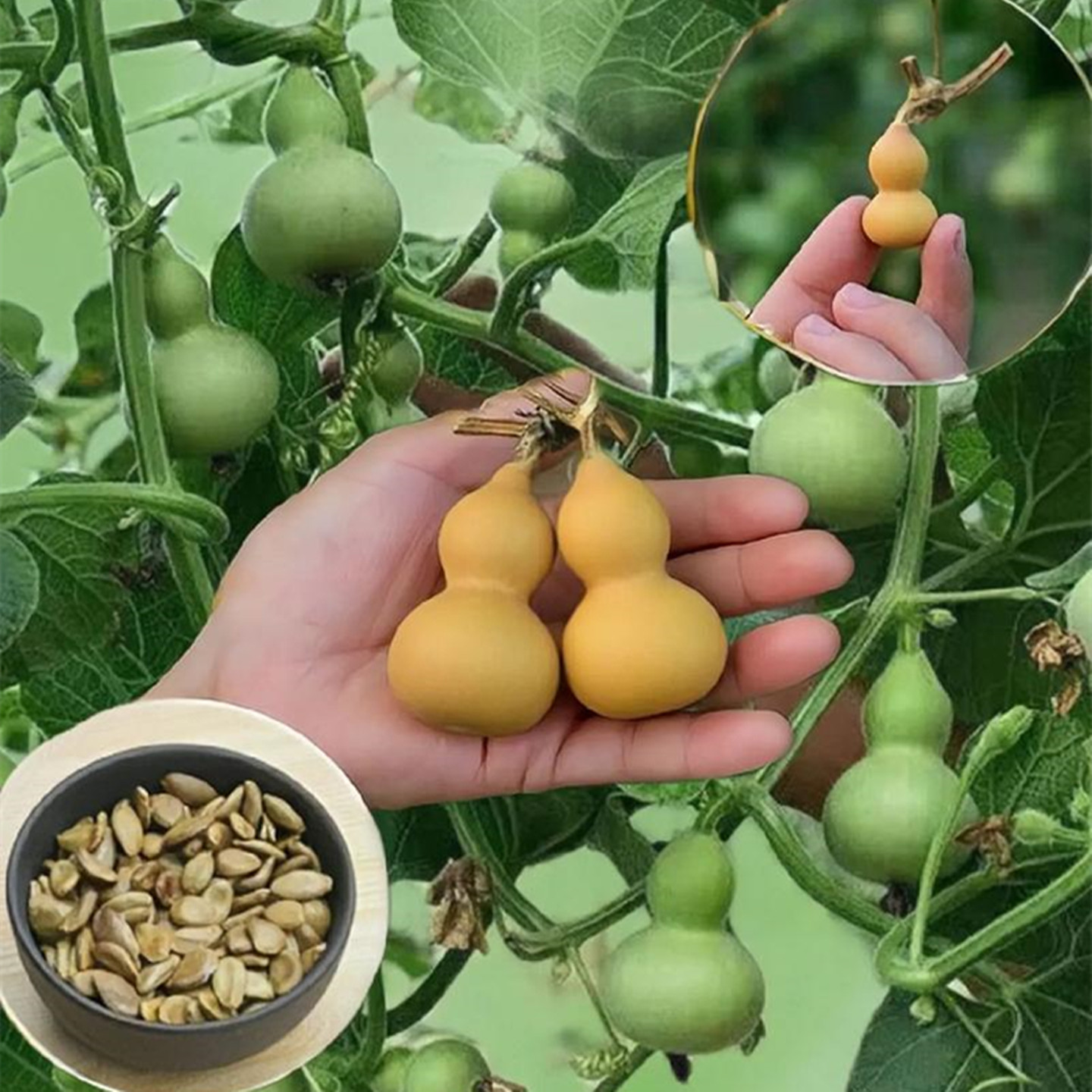 天然葫芦种子籽特大巨型八宝可食用特小手捻文玩菜葫芦种子孑大全