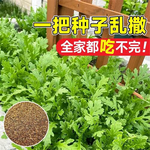 小叶茼蒿菜籽青菜菜籽种大全过年四季各种菜子秋后菜种子阳台盆栽