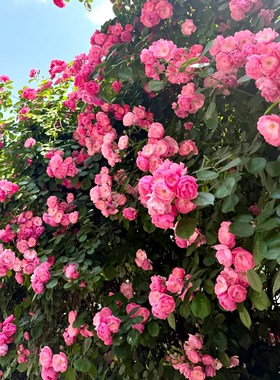 蔷薇花种籽子室外播种花籽爬墙植物四季播种卉庭院爬藤蔷薇种子