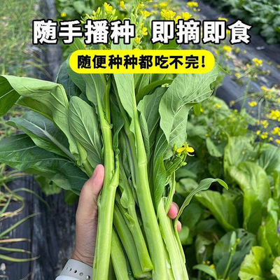 多枝多芽菜心种子多子多福甜菜心种子广东菜芯菜苔籽蔬菜种子春秋