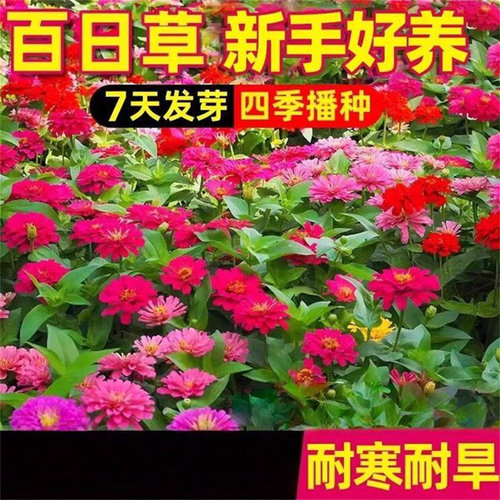 重瓣百日草花种子七彩野花组合波斯菊花籽四季播种庭院阳台花种籽
