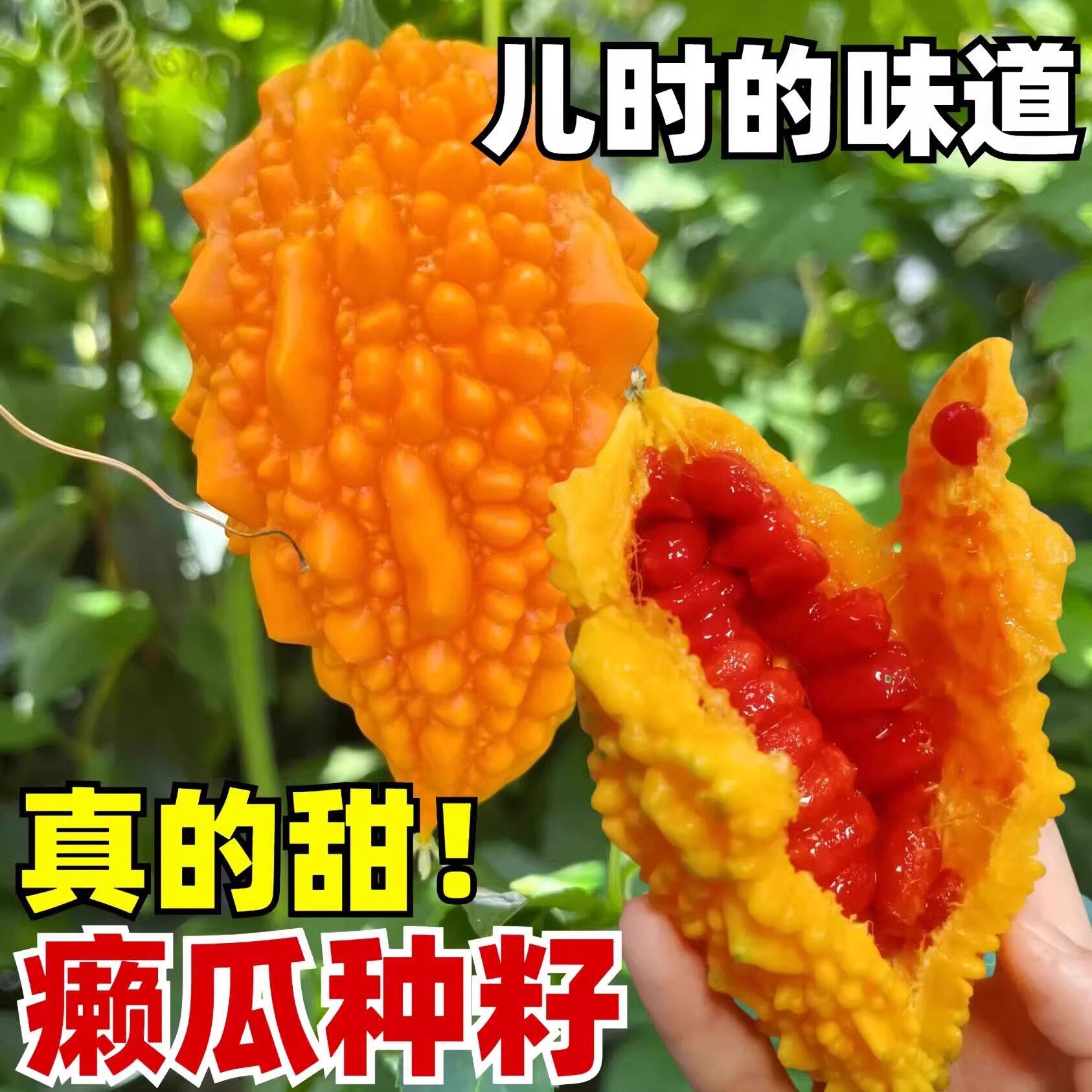 小癞瓜种籽赖葡萄种子爬藤金铃子四季播种阳台盆栽蔬菜水果种子