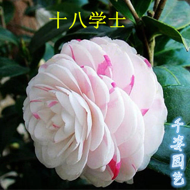 绿植十八学士龙岩庭院好养花卉