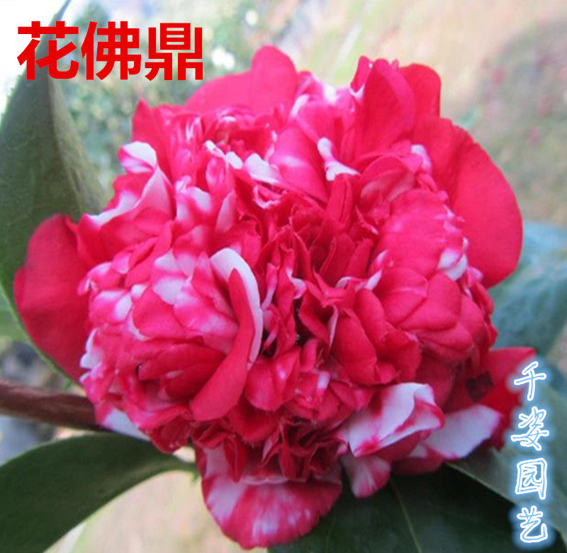 花佛鼎 名贵稀有福建龙岩茶花十大名茶花室内外阳台花卉绿植盆栽