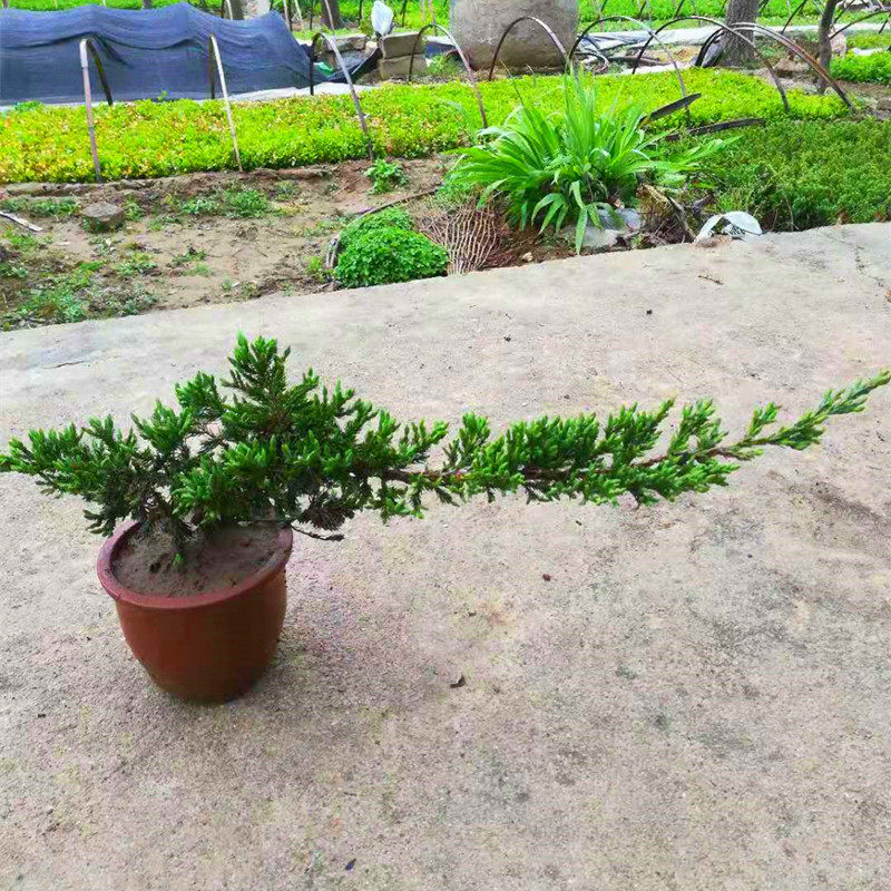 铺地柏盆景树苗小松树造型办公室桌面盆栽沙地柏四季常青绿色植