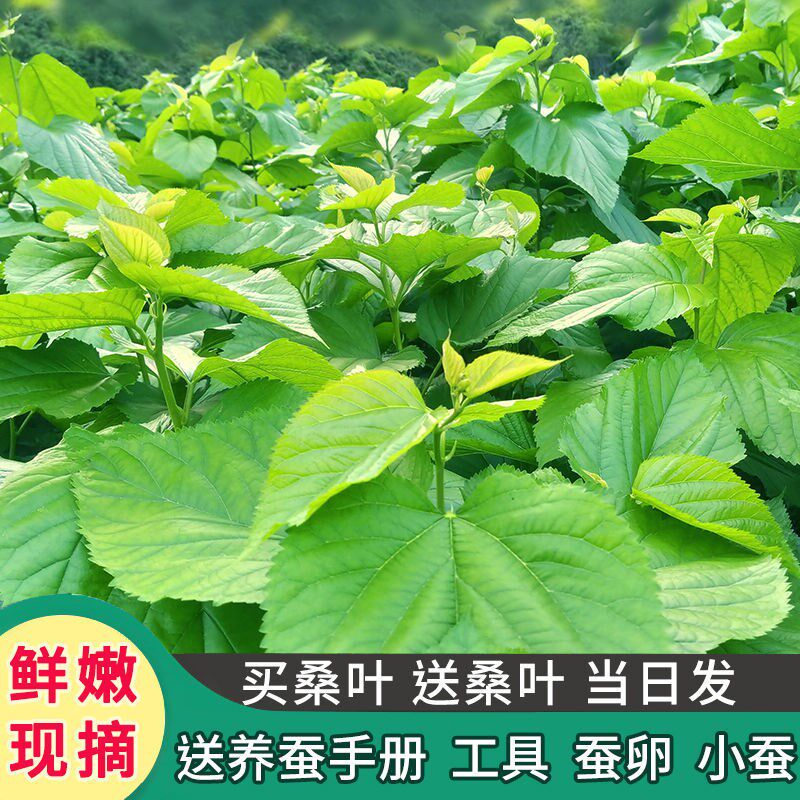 桑叶新鲜蚕宝宝活体蚕卵桑蚕鲜桑叶桑蚕学生养蚕套装蚕叶嫩桑叶