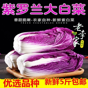 山东新鲜紫白菜大白菜蔬菜特菜农产品保健菜大约5斤左右包邮