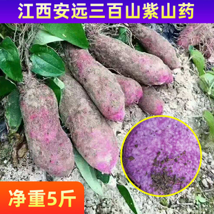 江西 赣南紫山药安远三百山大薯脚板薯新鲜紫色紫薯新鲜紫山药