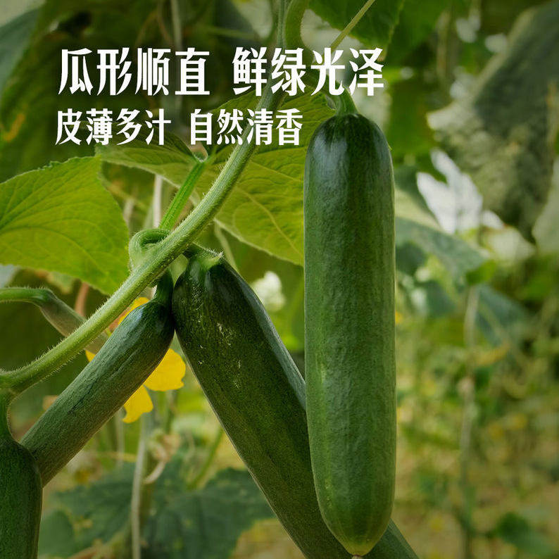 山姆有机水果青瓜皮薄鲜嫩多汁口感爽脆黄瓜生食凉拌轻食新鲜蔬菜