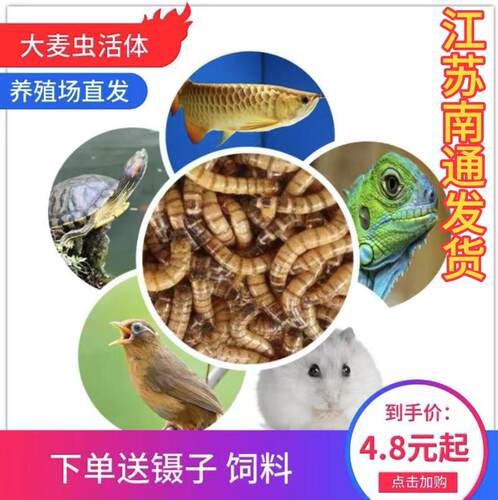 大麦虫活虫鲜活面包虫黄粉虫金龙鱼八哥守宫画眉鸟饲料