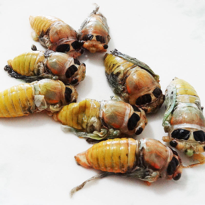 白蝉100只新鲜活体速冻瓶装包邮白知了猴银蝉蛹蜕壳金蝉嫩蝉特产