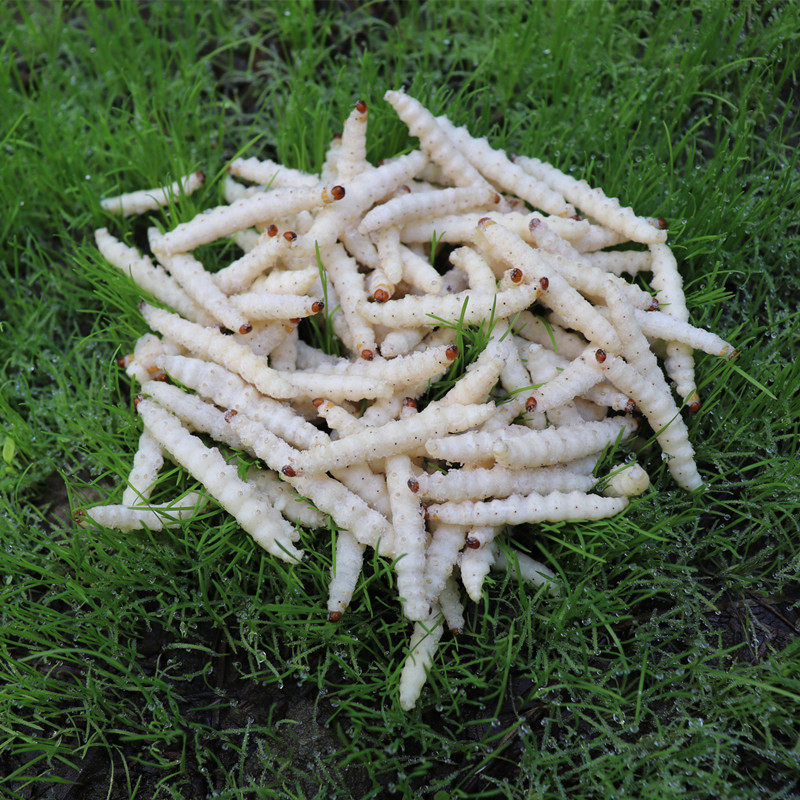 竹虫新鲜活体速冻500g包邮食用高蛋白昆虫竹节虫蜂虫笋虫云南特产