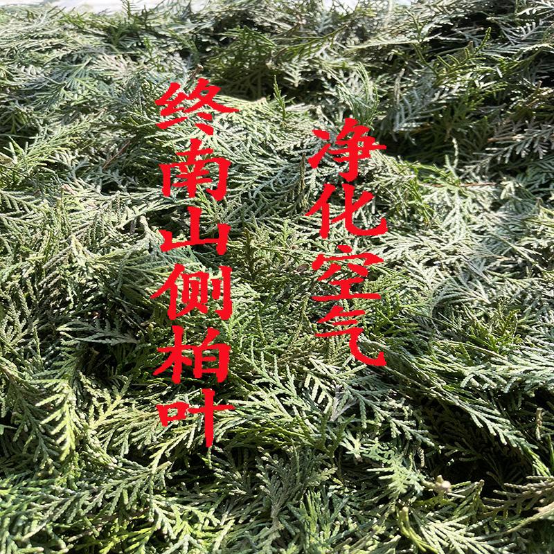 终南山野生侧柏叶净化空气
