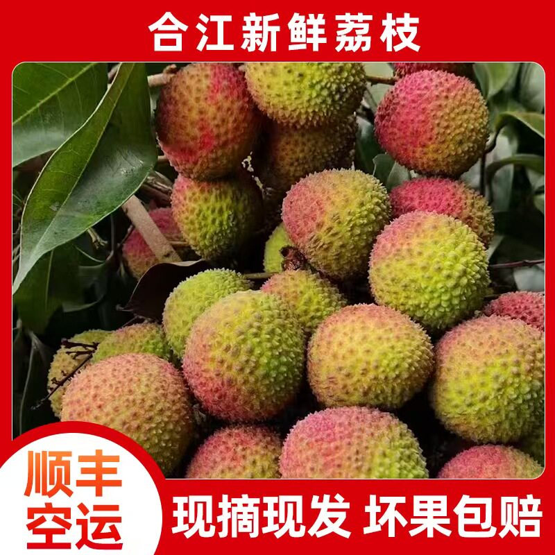 正宗合江荔枝新鲜现摘现发包邮