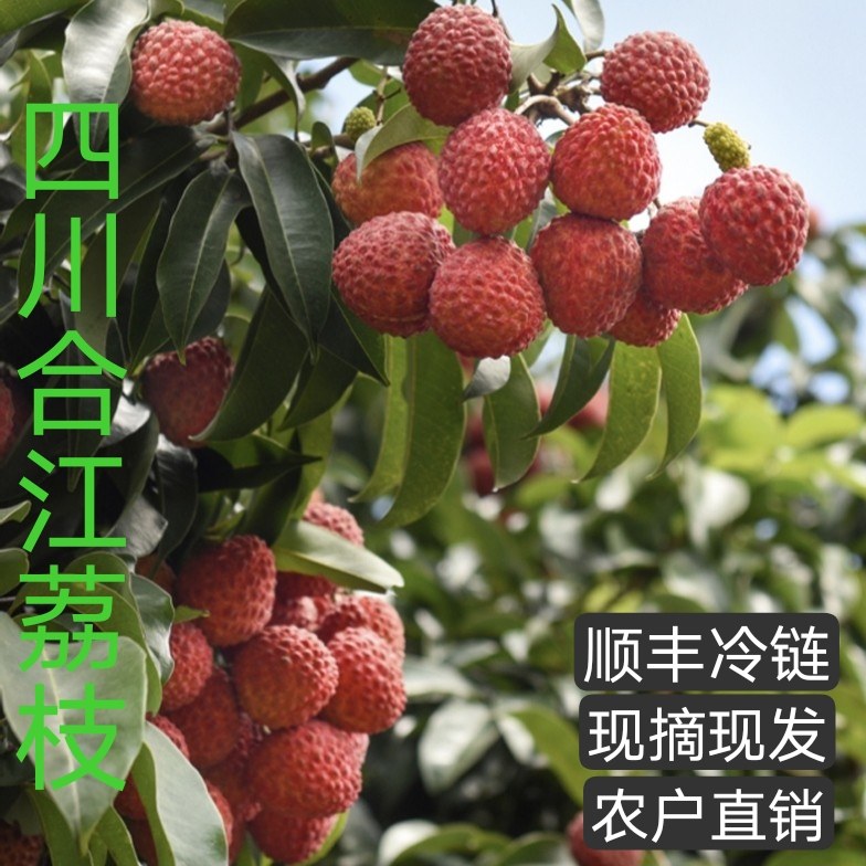 正宗5斤当季现摘现发合江荔枝