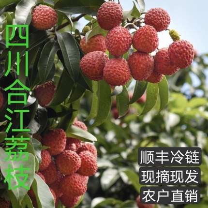 正宗合江荔枝新鲜高端水果当季现摘现发