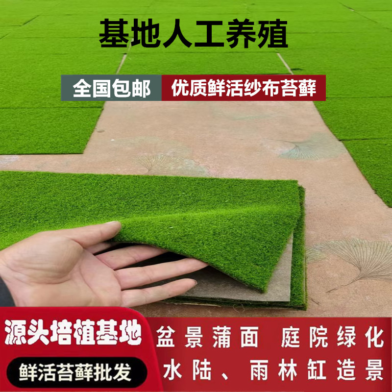 造景葡灯藓青苔景观植物鲜活短绒苔藓微景观铺面桌面盆栽搭配庭院
