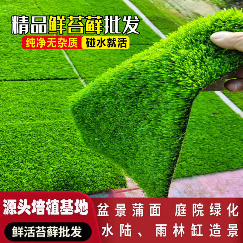 短绒造景青苔景观植物鲜活苔藓微景观铺面桌面盆栽葡灯藓搭配庭院