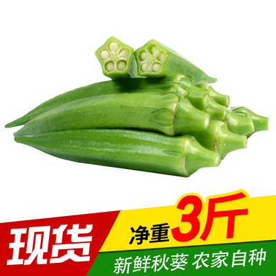 现摘3斤秋葵新鲜 新鲜蔬菜 黄秋葵 新鲜黄秋葵 蔬菜秋葵