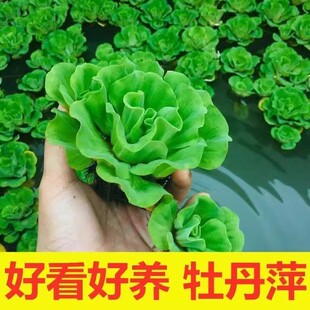 牡丹萍浮萍水生水培植物花卉净化水质阳台庭院微造景观水草绿植牡