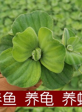 水芙蓉苗水培浮萍植物鱼塘庭院造景绿植鱼缸水池养鱼净化水质水草