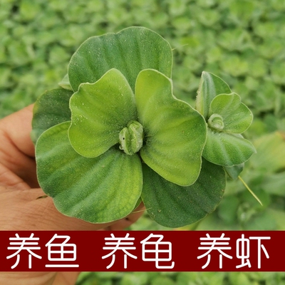 水芙蓉苗水培浮萍植物鱼塘庭院造景绿植鱼缸水池养鱼净化水质水草