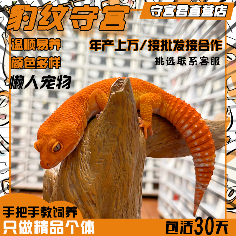 小型爬宠温顺懒人易养寿命十多年