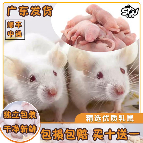 蛇饲料质量怎么样 蛇饲料口碑怎么样 小麦优选