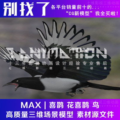 影视级别 动物飞禽 飞鸟 喜鹊 花喜鹊 小鸟有骨骼绑定3Dmax模型