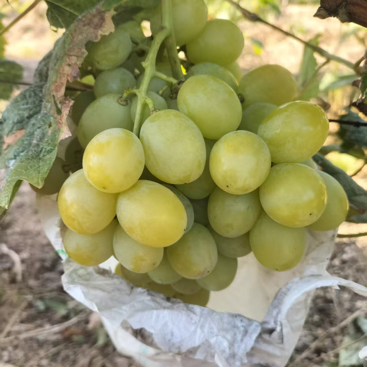 大泽山葡萄棉花糖葡萄香甜可口带葡萄/提子
